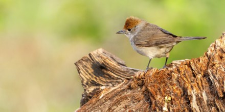 Blackcap, Sylvia atricapilla, Female Blackcap, Mediterranean Forest, Castilla y Leon, Spain, Europe