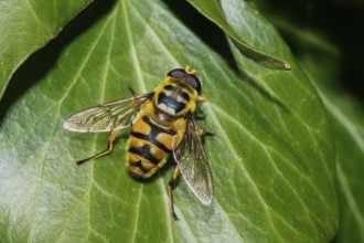 Death's-head hoverfly sitting on a green leaf, looking diagonally to the right from behind