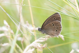 Brown woodland bird (Aphantopus hyperantus), sitting in a wild meadow, North Rhine-Westphalia,