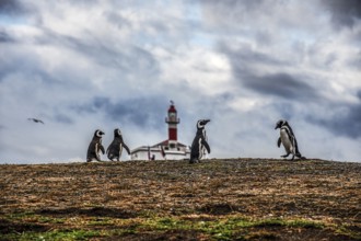 Magellanic penguins (Spheniscus magellanicus) in front of a lighthouse in the Penguin National Park