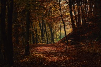A moody, dark path in an autumn forest with rich, deep colors, fall, trees, forest, leaves, autumn,