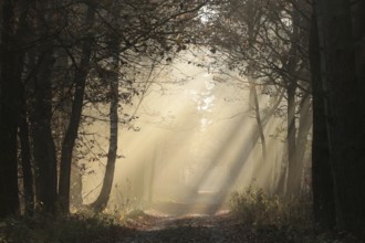 A path through a fairytale autumn forest on a foggy morning in mid-November