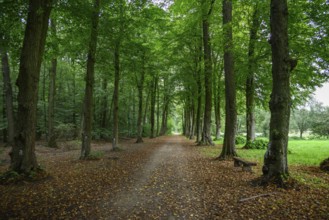 A forest path lined with tall trees and autumn leaves, weseke, münsterland, germany