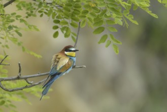 European bee-eater (Merops apiaster)
