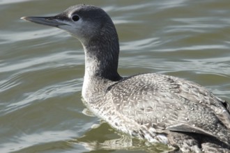 Red-throated diver (Gavia stellata)