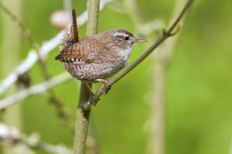 Wren (Troglodytes troglodytes)