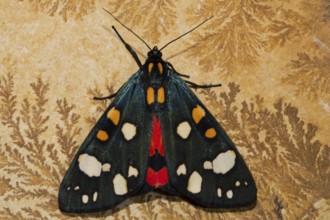 Beautiful bear (Callimorpha dominula)