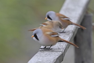 Bearded Tit (Panurus biarmicus)