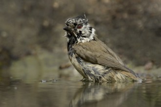 Crested Tit (Parus cristatus)