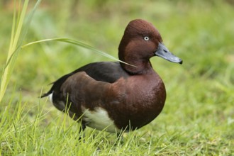 Ferruginous Duck (Aythya nyroca)