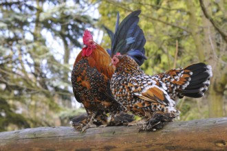 Feather-footed bantam (Gallus gallus)