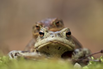 Toad migration (Bufo bufo)