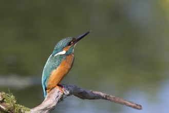 Rest (Alcedo atthis)