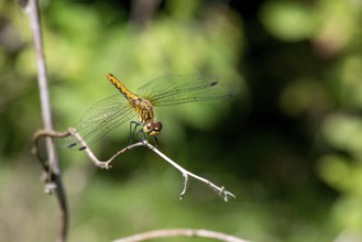 Ruddy Darter dragonfly - female (Sympetrum sanguineum)