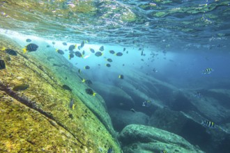 Herd of yellow fish on the seabed of Similan Islands in Thailand. Underwater marine life in Andaman