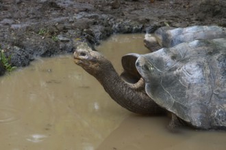 Tortoises in a pond, Tortoise breeding centre in the highlands, Centro de crianza de tortugas de
