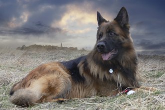 German shepherd