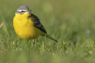 Blue-headed Yellow Wagtail, (Motacilla flava flava), Bergeronnette printanière, Lavandera Boyera,