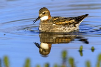 Odin's chicken, (Phalaropus lobatus), swims in the water, wading bird, Varanger, Finnmark, Norway,