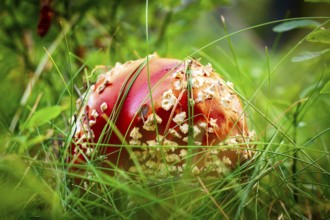 Amanita fly agaric mushroom with red cap close-up in forest grass