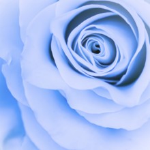Botanical concept, invitation card, Soft focus, abstract floral background, blue rose flower. Macro