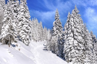 Kopaonik, Serbia ski resort panorama with ski slope in the forest, snow covered trees in winter