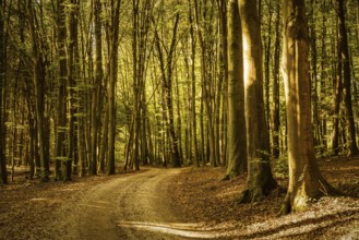 Early autumn forest on sunny day. Woods in Styria, Austria. Nature theme