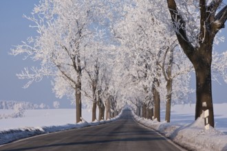 Road in winter