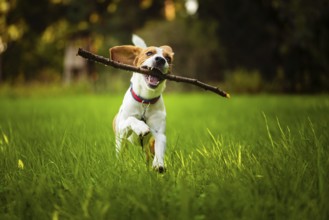 Beagle dog fun on meadow in summer outdoors run and jump with stick in mouth fetching towards