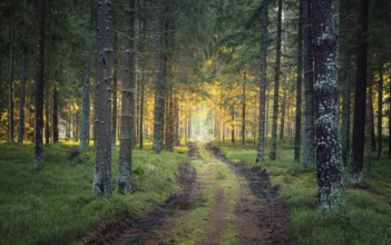 Sunlit path in a park before sunset