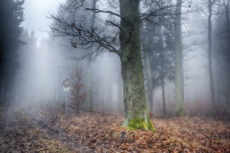 Forest in the mist