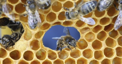 European Honey Bee (apis mellifera), Bees on a frame with a hole in alveolus, Normandy