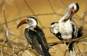Red Billed Hornbill (tockus erythrorhynchus), Adult standing on Acacia Branch, Preening chest