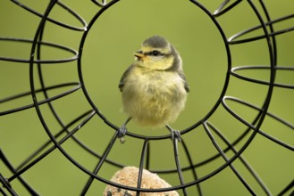 Young blue tit in the feeding ring