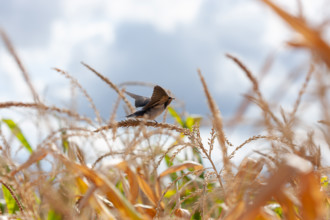 Barn swallow (hirundo rustica), Swarzedz, Poland, Europe