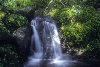The Mute Magic of the valley, Western Ghats, Kerala, South India, India, Asia