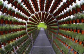 Lavender flower pots in a scented wheel, Autostadt Wolfsburg, Lower Saxony