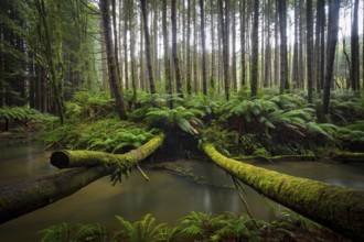 The tranquil Californian Redwood Forest in Cape Otway, Victoria, Australia, Oceania