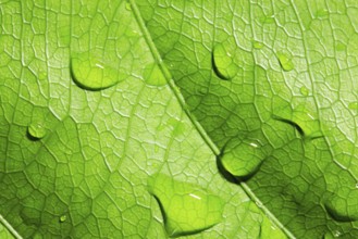 Green leaf with water drops, closeup, macro