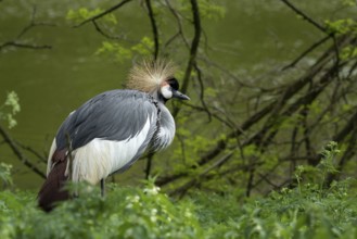Grey crowned crane (Balearica regulorum) on green background. Poznan, Poland, Europe