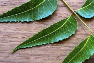 Medicinal leaves Neem leaves (Azadirachta indica A. Juss) studio shot, Tamil Nadu, South India,