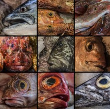 Collage of Fresh Fish sold in Auckland Fish Market