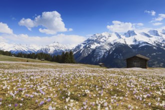 Crocus meadow in the mountains, Zillertal, Tyrol, Austria, Europe
