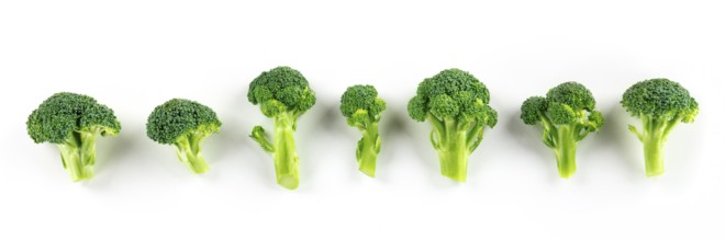 Broccoli panorama, many florets, shot from the top on a white background