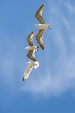 Flock of seagulls skying in the sky