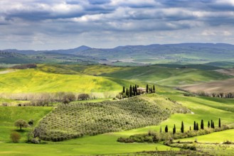 House with cypresses in spring in Val d Orcia, Tuscany, Italy, Europe