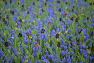 Keukenhof in the Netherlands has long been a magnet for international tourism, but it is