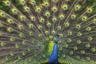 Illustration of a peacock male with beautiful feather