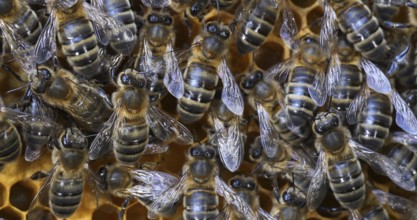 |European Honey Bee (apis mellifera), Black Bees on Brood Ray, Bee Hive in Normandy