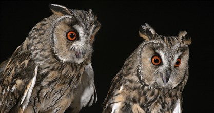 Long Eared Owl (asio otus), Portrait of Adults, Normandy in France
